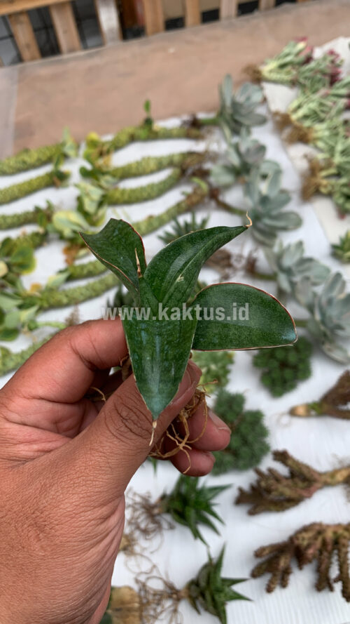 Sansevieria Paten, real gallery image #5 plants. Picture taken directly from kaktus.id community Sansevieria farmer green houses.
