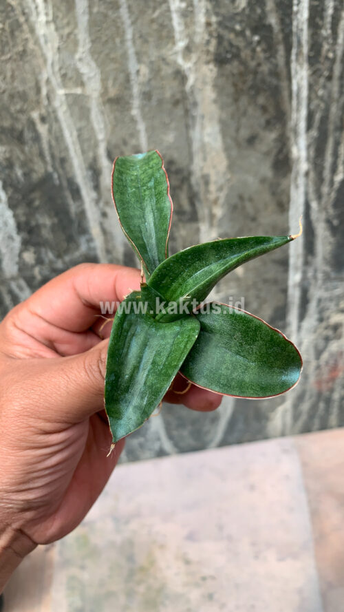 Sansevieria Paten, real gallery image #4 plants. Picture taken directly from kaktus.id community Sansevieria farmer green houses.