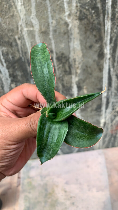 Sansevieria Paten, real gallery image #3 plants. Picture taken directly from kaktus.id community Sansevieria farmer green houses.