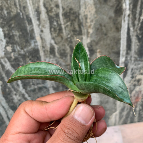 Sansevieria Paten, real gallery image #2 plants. Picture taken directly from kaktus.id community Sansevieria farmer green houses.