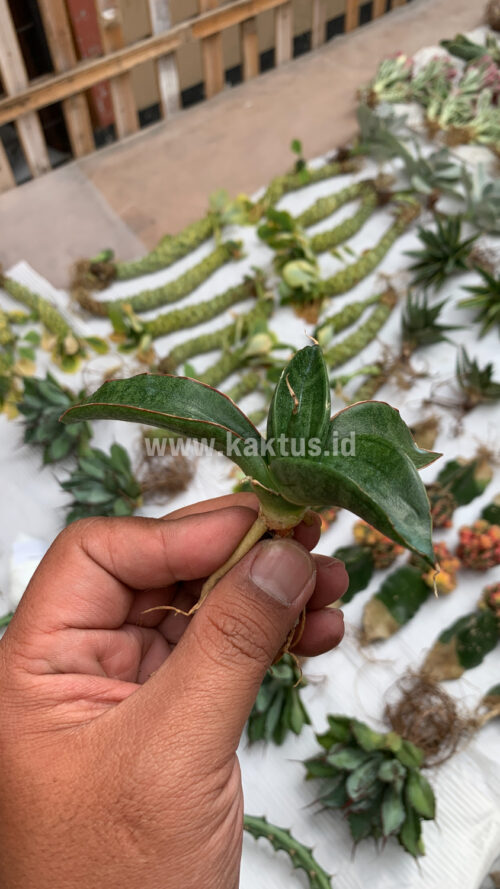 Sansevieria Paten, real gallery image #1 plants. Picture taken directly from kaktus.id community Sansevieria farmer green houses.