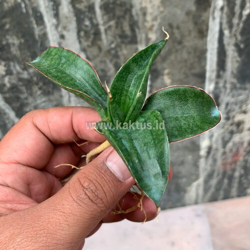 Sansevieria Paten, real feature image plant. Picture taken directly from kaktus.id community Sansevieria farmer green houses.