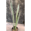 Sansevieria Bantel's Sensation, real feature image plant. Picture taken directly from kaktus.id community Sansevieria farmer green houses.