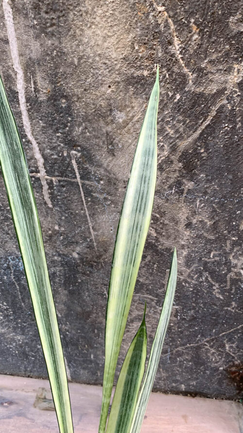 Sansevieria Bantel's Sensation, real gallery image #2 plants. Picture taken directly from kaktus.id community Sansevieria farmer green houses.