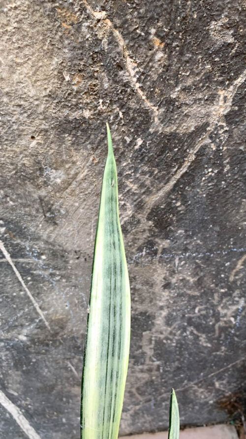Sansevieria Bantel's Sensation, real gallery image #3 plants. Picture taken directly from kaktus.id community Sansevieria farmer green houses.
