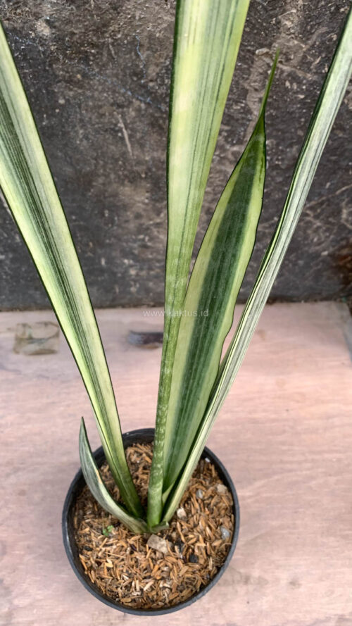 Sansevieria Bantel's Sensation, real gallery image #1 plants. Picture taken directly from kaktus.id community Sansevieria farmer green houses.