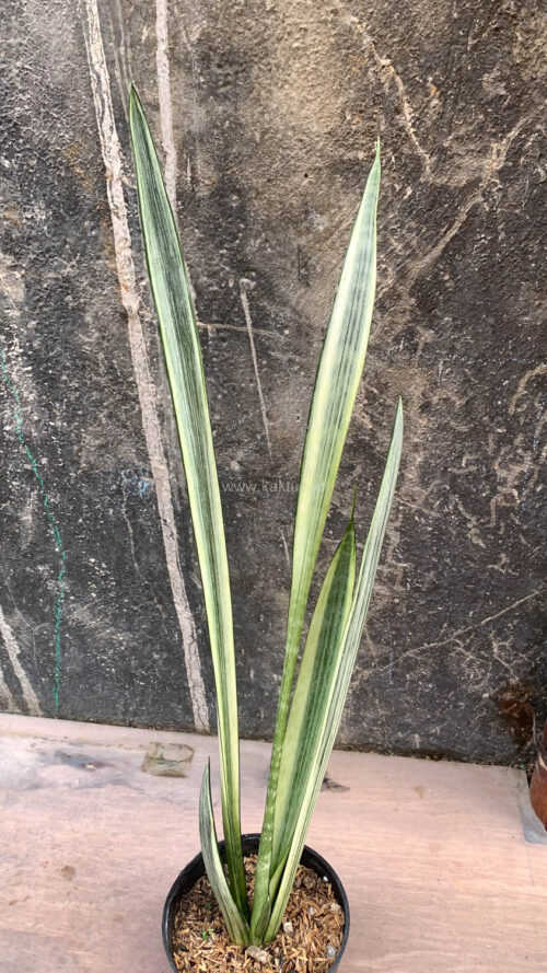 Sansevieria Bantel's Sensation, real gallery image #4 plants. Picture taken directly from kaktus.id community Sansevieria farmer green houses.