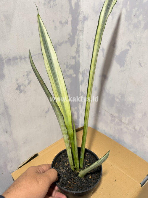 Sansevieria Bantel's Sensation Yellow, real gallery image #1 plants. Picture taken directly from kaktus.id community Sansevieria farmer green houses.