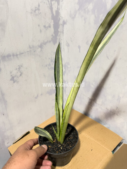 Sansevieria Bantel's Sensation Yellow, real gallery image #3 plants. Picture taken directly from kaktus.id community Sansevieria farmer green houses.