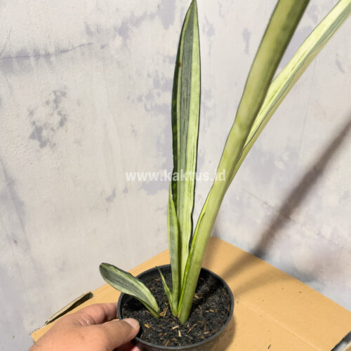 Sansevieria Bantel's Sensation Yellow, real gallery image #5 plants. Picture taken directly from kaktus.id community Sansevieria farmer green houses.