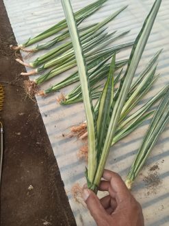 Sansevieria Bantel's Sensation Yellow, real gallery image #4 plants. Picture taken directly from kaktus.id community Sansevieria farmer green houses.