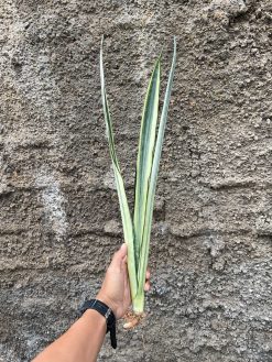 Sansevieria Bantel's Sensation Yellow, real gallery image #6 plants. Picture taken directly from kaktus.id community Sansevieria farmer green houses.