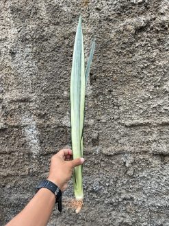 Sansevieria Bantel's Sensation Yellow, real gallery image #8 plants. Picture taken directly from kaktus.id community Sansevieria farmer green houses.