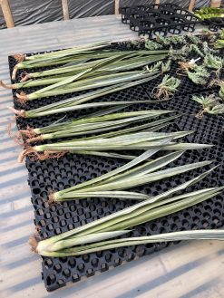 Sansevieria Bantel's Sensation Yellow, real gallery image #2 plants. Picture taken directly from kaktus.id community Sansevieria farmer green houses.