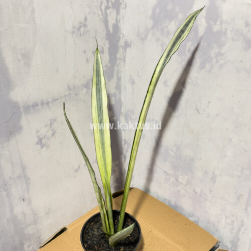 861. Sansevieria Bantel's Sensation Yellow