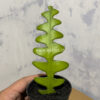 Disocactus Angulige / Fish Bone Cactus / Zig Zag Cactus, real gallery image #2 plants. Picture taken directly from kaktus.id community Disocactus farmer green houses.