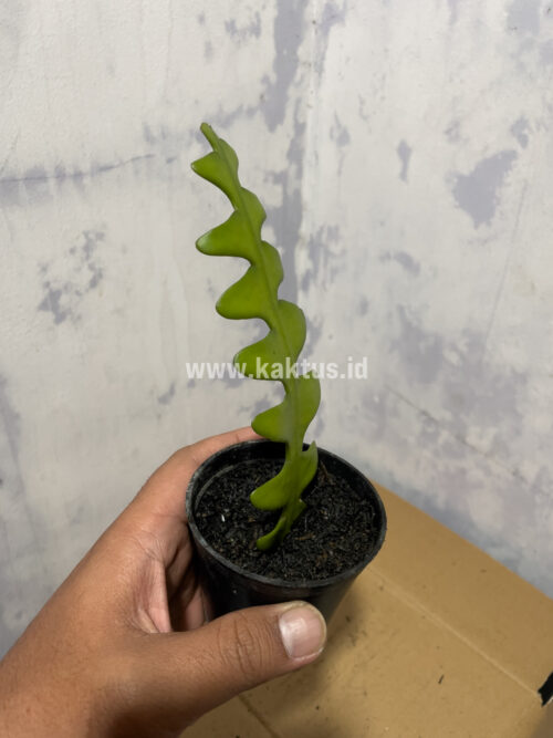 Disocactus Angulige / Fish Bone Cactus / Zig Zag Cactus, real gallery image #3 plants. Picture taken directly from kaktus.id community Disocactus farmer green houses.