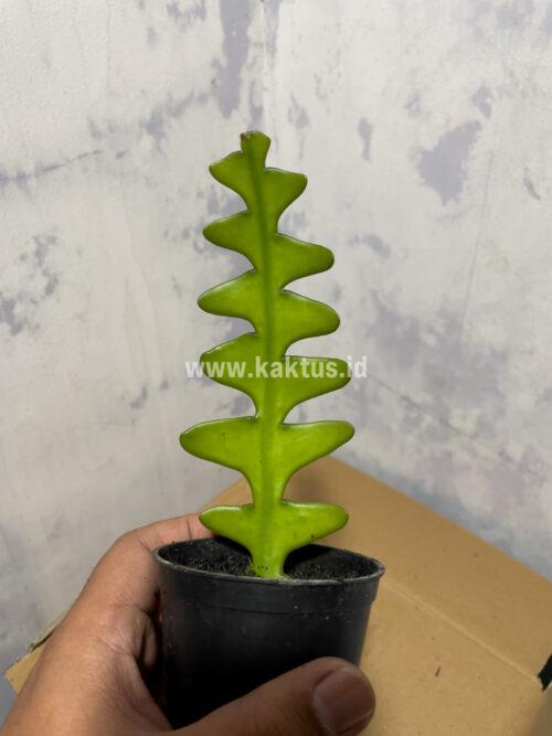 Disocactus Angulige / Fish Bone Cactus / Zig Zag Cactus, real gallery image #4 plants. Picture taken directly from kaktus.id community Disocactus farmer green houses.
