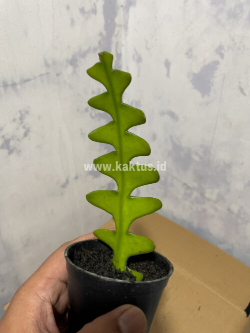 Disocactus Angulige / Fish Bone Cactus / Zig Zag Cactus, real gallery image #5 plants. Picture taken directly from kaktus.id community Disocactus farmer green houses.
