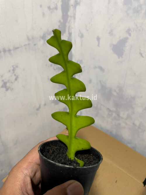 Disocactus Angulige / Fish Bone Cactus / Zig Zag Cactus, real gallery image #1 plants. Picture taken directly from kaktus.id community Disocactus farmer green houses.