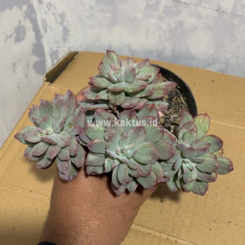 Echeveria Lemon Lime Mutation Cluster, real gallery image #2 plants. Picture taken directly from kaktus.id community Echeveria farmer green houses.