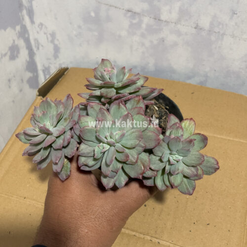 Echeveria Lemon Lime Mutation Cluster, real gallery image #3 plants. Picture taken directly from kaktus.id community Echeveria farmer green houses.