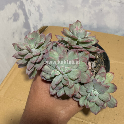 Echeveria Lemon Lime Mutation Cluster, real gallery image #1 plants. Picture taken directly from kaktus.id community Echeveria farmer green houses.