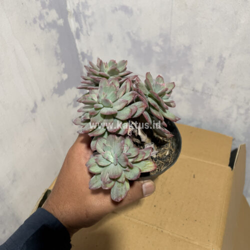 Echeveria Lemon Lime Mutation Cluster, real gallery image #4 plants. Picture taken directly from kaktus.id community Echeveria farmer green houses.