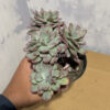 Echeveria Lemon Lime Mutation Cluster, real gallery image #5 plants. Picture taken directly from kaktus.id community Echeveria farmer green houses.