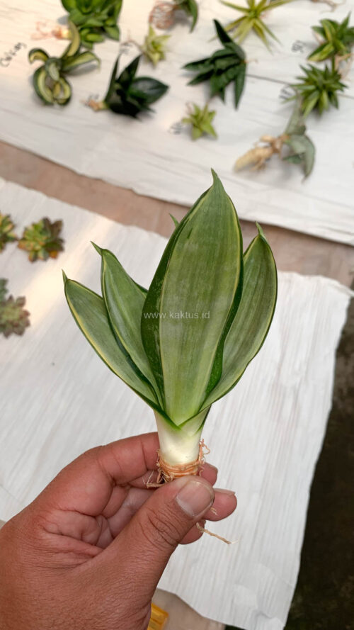 Sansevieria Silver Cross, real gallery image #1 plants. Picture taken directly from kaktus.id community Sansevieria farmer green houses.