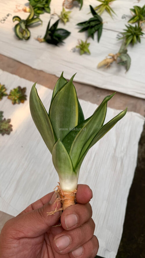 Sansevieria Silver Cross, real gallery image #10 plants. Picture taken directly from kaktus.id community Sansevieria farmer green houses.