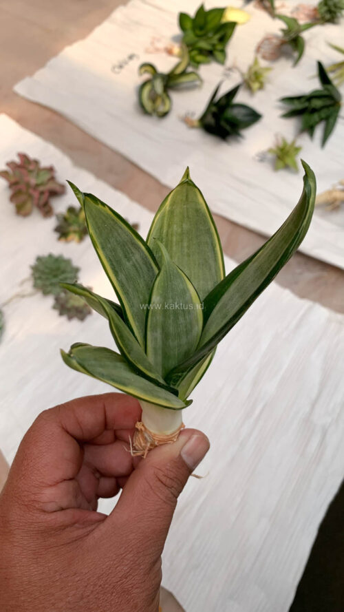 Sansevieria Silver Cross, real gallery image #3 plants. Picture taken directly from kaktus.id community Sansevieria farmer green houses.