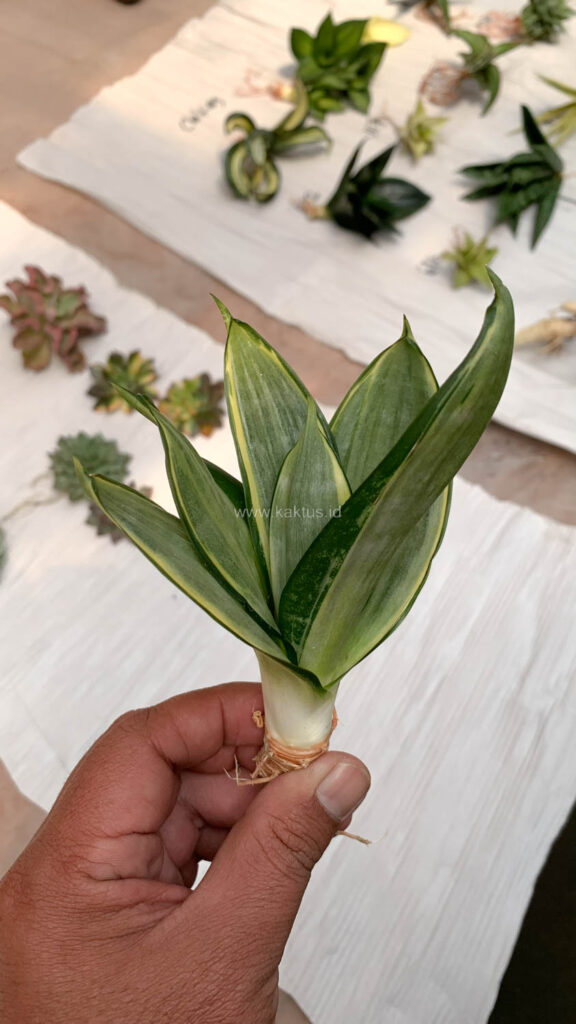 kaktus.id