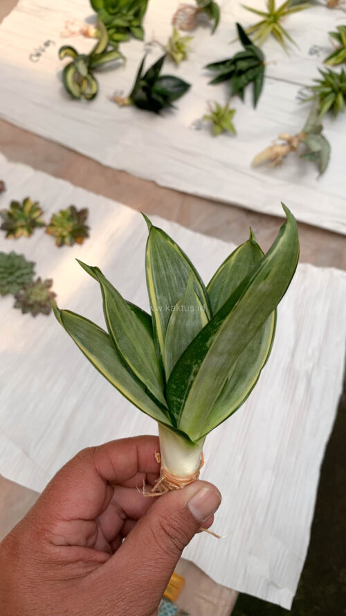Sansevieria Silver Cross, real gallery image #5 plants. Picture taken directly from kaktus.id community Sansevieria farmer green houses.