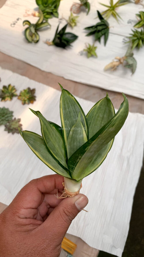 Sansevieria Silver Cross, real gallery image #6 plants. Picture taken directly from kaktus.id community Sansevieria farmer green houses.
