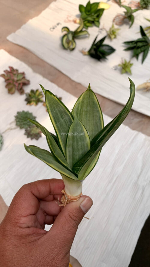 Sansevieria Silver Cross, real gallery image #2 plants. Picture taken directly from kaktus.id community Sansevieria farmer green houses.