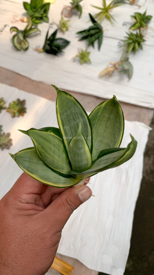 Sansevieria Silver Cross, real gallery image #7 plants. Picture taken directly from kaktus.id community Sansevieria farmer green houses.