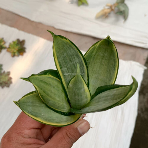 Sansevieria Silver Cross, real gallery image #8 plants. Picture taken directly from kaktus.id community Sansevieria farmer green houses.