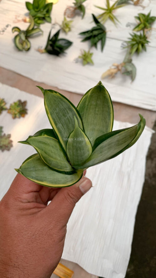 Sansevieria Silver Cross, real gallery image #9 plants. Picture taken directly from kaktus.id community Sansevieria farmer green houses.
