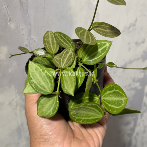 Dischidia Ovata Watermelon, real gallery image #5 plants. Picture taken directly from kaktus.id community Dischidia farmer green houses.