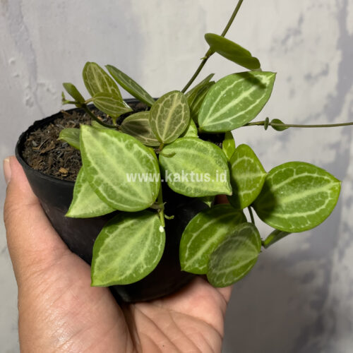 Dischidia Ovata Watermelon, real gallery image #6 plants. Picture taken directly from kaktus.id community Dischidia farmer green houses.