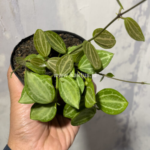 Dischidia Ovata Watermelon, real gallery image #7 plants. Picture taken directly from kaktus.id community Dischidia farmer green houses.