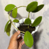 Hoya Green Carnosa, real gallery image #2 plants. Picture taken directly from kaktus.id community Hoya farmer green houses.