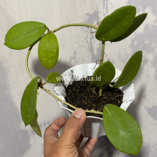 Hoya Green Carnosa, real gallery image #3 plants. Picture taken directly from kaktus.id community Hoya farmer green houses.