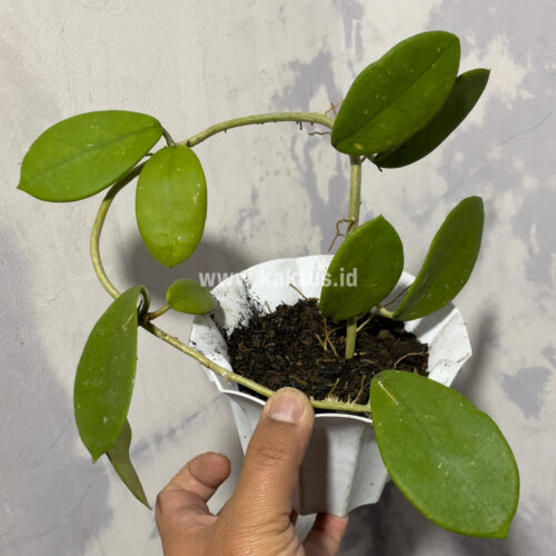 Hoya Green Carnosa, real gallery image #4 plants. Picture taken directly from kaktus.id community Hoya farmer green houses.