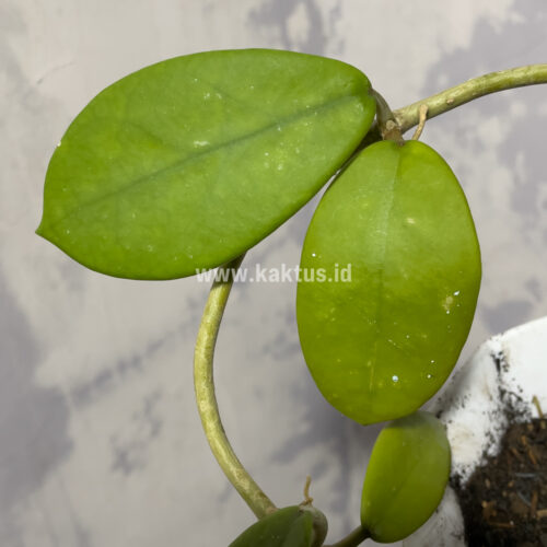Hoya Green Carnosa, real gallery image #5 plants. Picture taken directly from kaktus.id community Hoya farmer green houses.