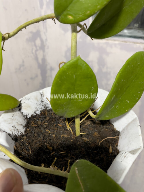 Hoya Green Carnosa, real gallery image #1 plants. Picture taken directly from kaktus.id community Hoya farmer green houses.
