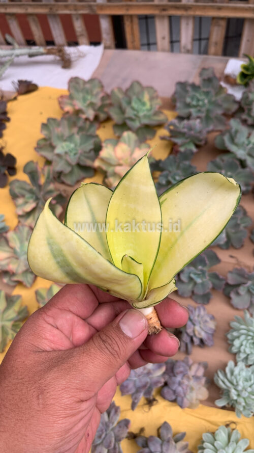 Sansevieria Futura Hendrika Golden Solid, real gallery image #22 plants. Picture taken directly from kaktus.id community Sansevieria farmer green houses.