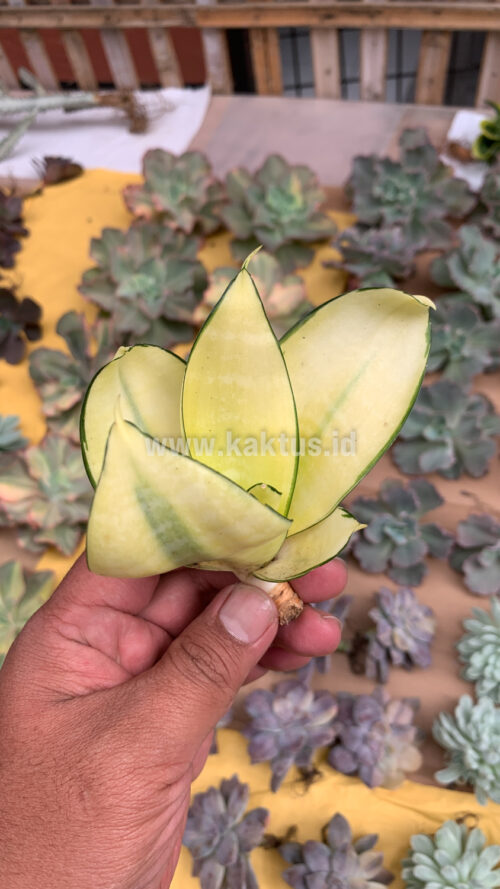 Sansevieria Futura Hendrika Golden Solid, real gallery image #19 plants. Picture taken directly from kaktus.id community Sansevieria farmer green houses.