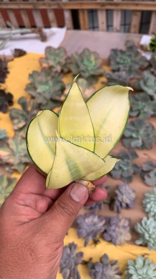 Sansevieria Futura Hendrika Golden Solid, real gallery image #17 plants. Picture taken directly from kaktus.id community Sansevieria farmer green houses.